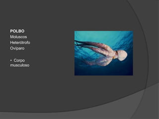 POLBO
Moluscos
Heterótrofo
Ovíparo


• Corpo
musculoso
 