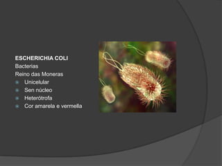 ESCHERICHIA COLI
Bacterias
Reino das Moneras
 Unicelular
 Sen núcleo
 Heterótrofa
 Cor amarela e vermella
 
