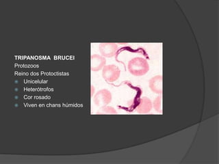 TRIPANOSMA BRUCEI
Protozoos
Reino dos Protoctistas
 Unicelular
 Heterótrofos
 Cor rosado
 Viven en chans húmidos
 