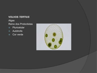 VOLVOS TERTIUS
Algas
Reino dos Protoctistas
 Pluricelular
 Autótrofa
 Cor verde
 