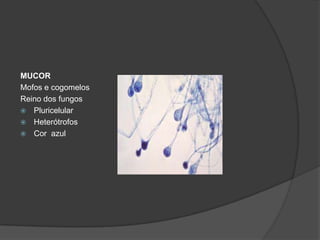 MUCOR
Mofos e cogomelos
Reino dos fungos
 Pluricelular
 Heterótrofos
 Cor azul
 