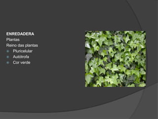 ENREDADERA
Plantas
Reino das plantas
 Pluricelular
 Autótrofa
 Cor verde
 