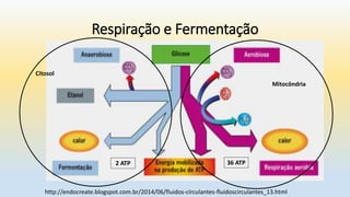 Respiração e Fermentação
Mitocôndria
Citosol
36 ATP2 ATP
http://endocreate.blogspot.com.br/2014/06/fluidos-circulantes-fluidoscirculantes_13.html
 