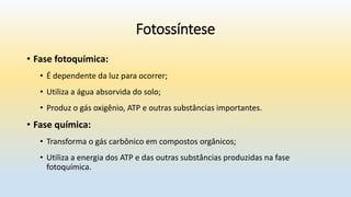 Fotossíntese
• Fase fotoquímica:
• É dependente da luz para ocorrer;
• Utiliza a água absorvida do solo;
• Produz o gás oxigênio, ATP e outras substâncias importantes.
• Fase química:
• Transforma o gás carbônico em compostos orgânicos;
• Utiliza a energia dos ATP e das outras substâncias produzidas na fase
fotoquímica.
 