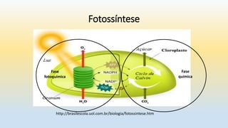 Fotossíntese
Fase
fotoquímica
Fase
química
http://brasilescola.uol.com.br/biologia/fotossintese.htm
 