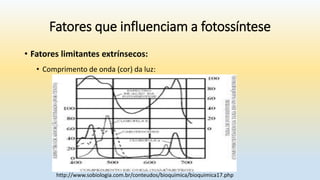 Fatores que influenciam a fotossíntese
• Fatores limitantes extrínsecos:
• Comprimento de onda (cor) da luz:
http://www.sobiologia.com.br/conteudos/bioquimica/bioquimica17.php
 