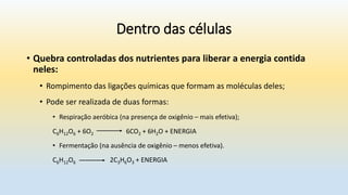 Dentro das células
• Quebra controladas dos nutrientes para liberar a energia contida
neles:
• Rompimento das ligações químicas que formam as moléculas deles;
• Pode ser realizada de duas formas:
• Respiração aeróbica (na presença de oxigênio – mais efetiva);
C6H12O6 + 6O2 6CO2 + 6H2O + ENERGIA
• Fermentação (na ausência de oxigênio – menos efetiva).
C6H12O6 2C3H6O3 + ENERGIA
 