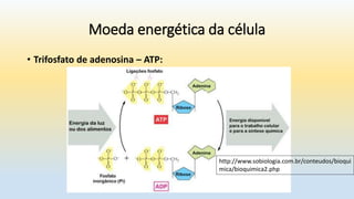 Moeda energética da célula
• Trifosfato de adenosina – ATP:
http://www.sobiologia.com.br/conteudos/bioqui
mica/bioquimica2.php
 