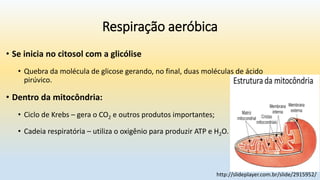 • Se inicia no citosol com a glicólise
• Quebra da molécula de glicose gerando, no final, duas moléculas de ácido
pirúvico.
• Dentro da mitocôndria:
• Ciclo de Krebs – gera o CO2 e outros produtos importantes;
• Cadeia respiratória – utiliza o oxigênio para produzir ATP e H2O.
Respiração aeróbica
http://slideplayer.com.br/slide/2915952/
 
