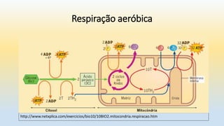 Respiração aeróbica
http://www.netxplica.com/exercicios/bio10/10BIO2.mitocondria.respiracao.htm
 