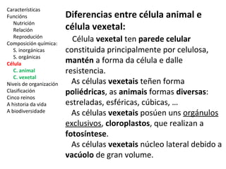 Características 
Funcións 
Nutrición 
Relación 
Reprodución 
Composición química: 
S. inorgánicas 
S. orgánicas 
Célula 
C. animal 
C. vexetal 
Niveis de organización 
Clasificación 
Cinco reinos 
A historia da vida 
A biodiversidade 
Diferencias entre célula animal e 
célula vexetal: 
Célula vexetal ten parede celular 
constituida principalmente por celulosa, 
mantén a forma da célula e dalle 
resistencia. 
As células vexetais teñen forma 
poliédricas, as animais formas diversas: 
estreladas, esféricas, cúbicas, … 
As células vexetais posúen uns orgánulos 
exclusivos, cloroplastos, que realizan a 
fotosíntese. 
As células vexetais núcleo lateral debido a 
vacúolo de gran volume. 
 