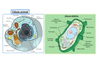 Célula animal 
 