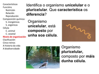 Características 
Funcións 
Nutrición 
Relación 
Reprodución 
Composición química: 
S. inorgánicas 
S. orgánicas 
Célula 
C. animal 
C. vexetal 
Niveis de organización 
Clasificación 
Cinco reinos 
A historia da vida 
A biodiversidade 
Identifica o organismo unicelular e o 
pluricelular. Que característica os 
diferencia? 
Organismo 
unicelular, está 
composto por 
unha soa célula. 
Organismo 
pluricelular, 
composto por máis 
dunha célula. 
 
