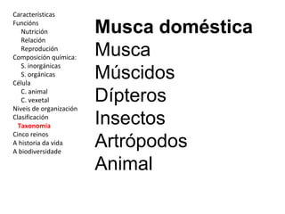 Características 
Funcións 
Nutrición 
Relación 
Reprodución 
Composición química: 
S. inorgánicas 
S. orgánicas 
Célula 
C. animal 
C. vexetal 
Niveis de organización 
Clasificación 
Taxonomía 
Cinco reinos 
A historia da vida 
A biodiversidade 
Musca doméstica 
Musca 
Múscidos 
Dípteros 
Insectos 
Artrópodos 
Animal 
 