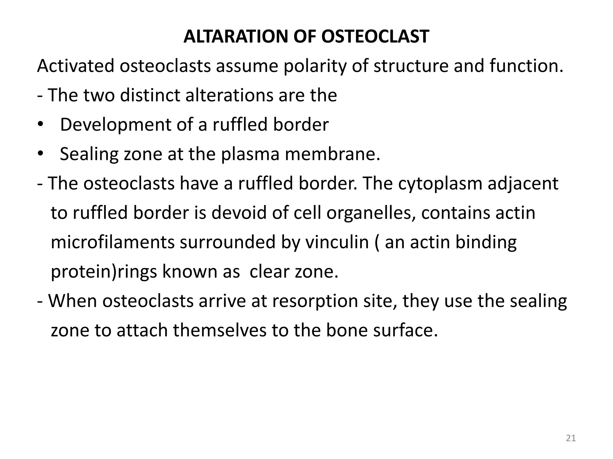 ALTARATION OF OSTEOCLAST
Activated osteoclasts assume polarity of structure and function.
- The two distinct alterations are the
• Development of a ruffled border
• Sealing zone at the plasma membrane.
- The osteoclasts have a ruffled border. The cytoplasm adjacent
to ruffled border is devoid of cell organelles, contains actin
microfilaments surrounded by vinculin ( an actin binding
protein)rings known as clear zone.
- When osteoclasts arrive at resorption site, they use the sealing
zone to attach themselves to the bone surface.
21
 