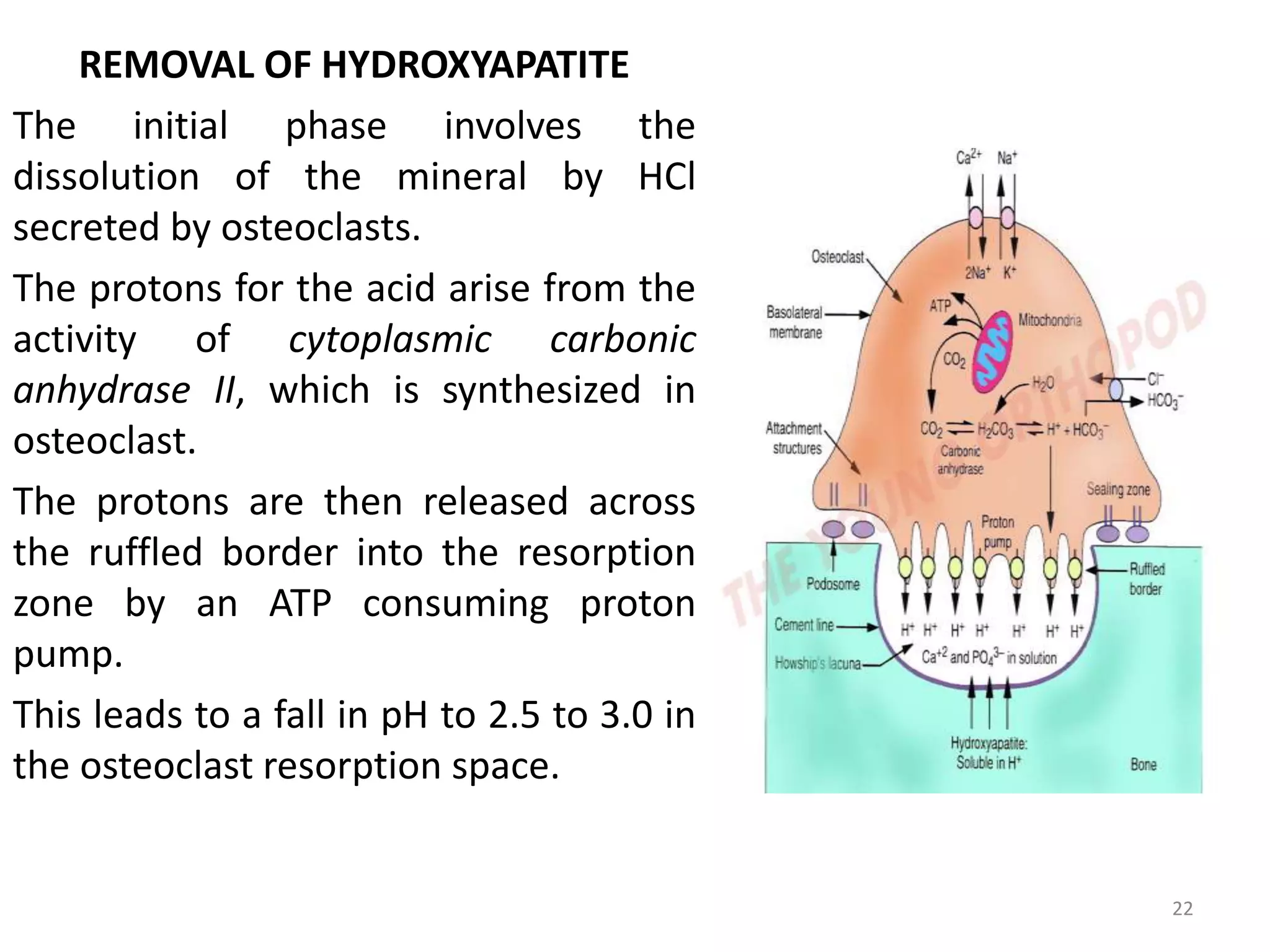 REMOVAL OF HYDROXYAPATITE
The initial phase involves the
dissolution of the mineral by HCl
secreted by osteoclasts.
The protons for the acid arise from the
activity of cytoplasmic carbonic
anhydrase II, which is synthesized in
osteoclast.
The protons are then released across
the ruffled border into the resorption
zone by an ATP consuming proton
pump.
This leads to a fall in pH to 2.5 to 3.0 in
the osteoclast resorption space.
22
 
