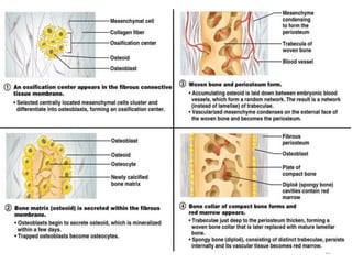 Ossification | PPTX