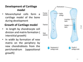 Ossification | PPTX