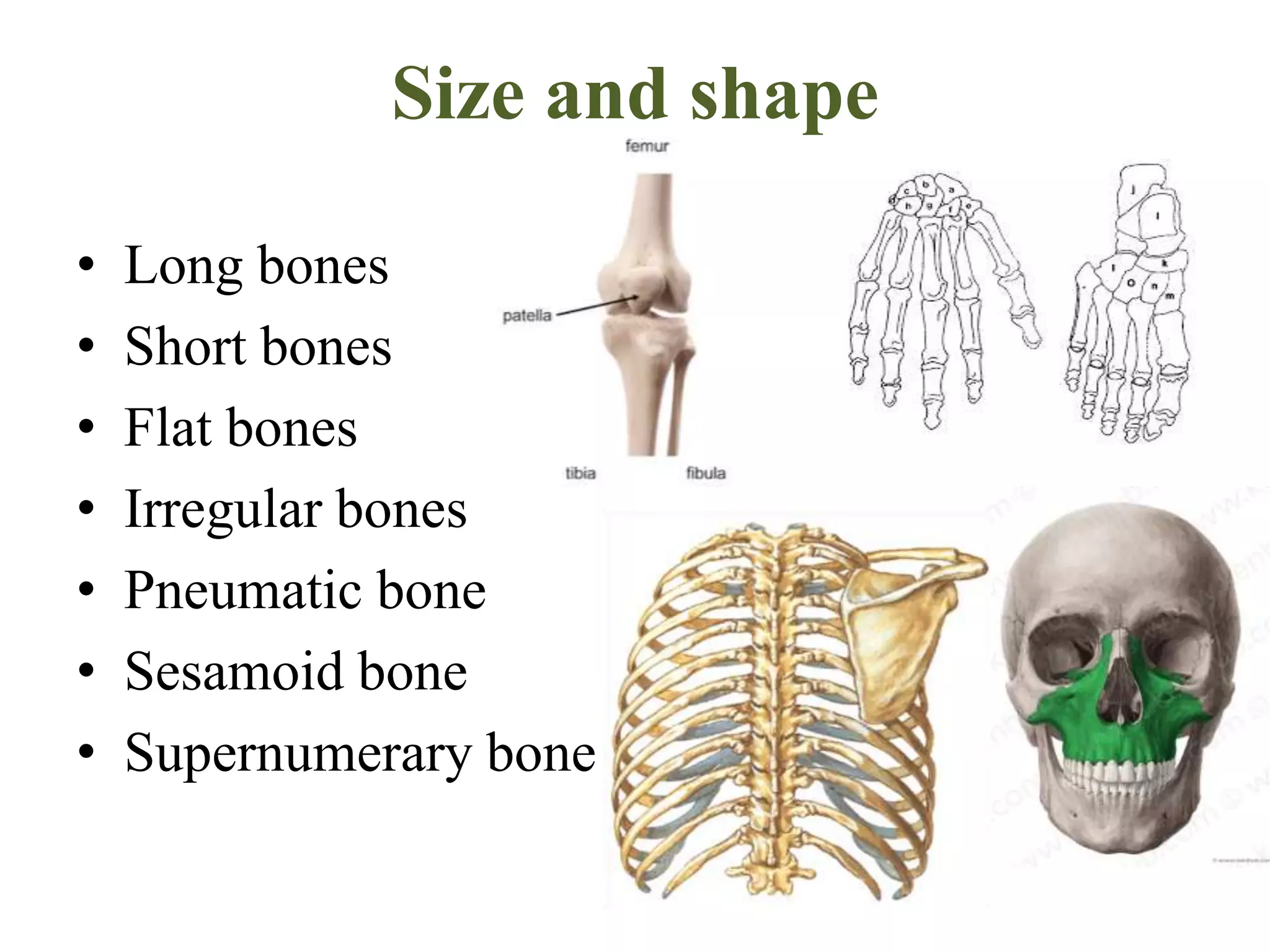 Size and shape
• Long bones
• Short bones
• Flat bones
• Irregular bones
• Pneumatic bone
• Sesamoid bone
• Supernumerary bone
 