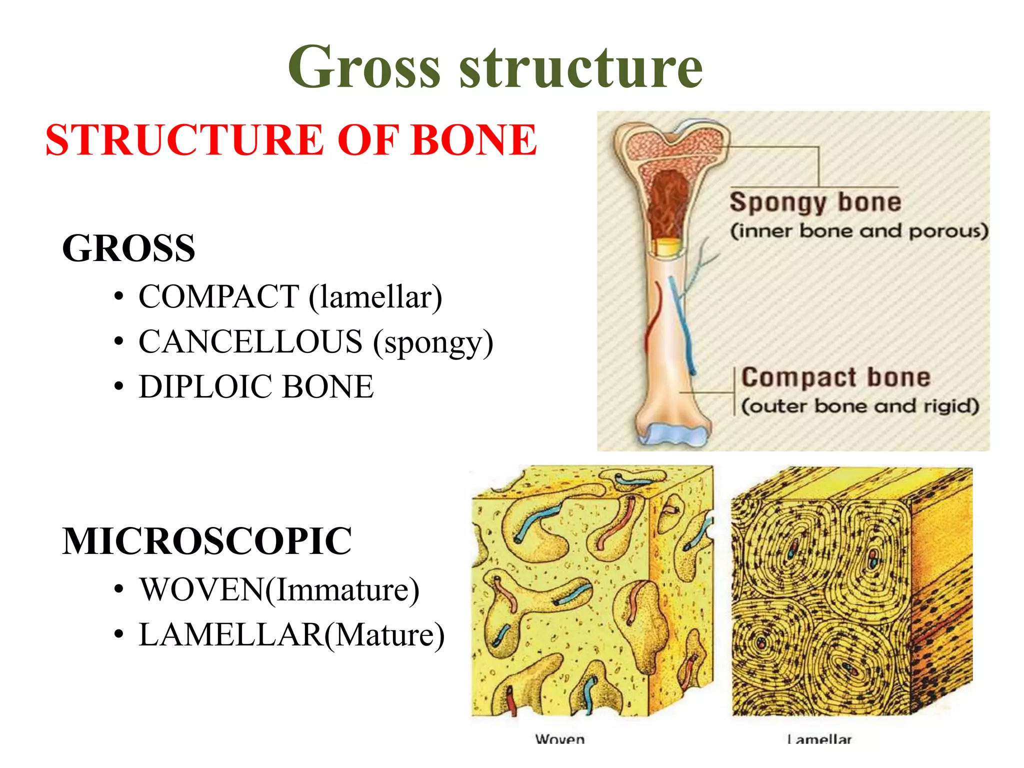 Gross structure
STRUCTURE OF BONE
GROSS
• COMPACT (lamellar)
• CANCELLOUS (spongy)
• DIPLOIC BONE
MICROSCOPIC
• WOVEN(Immature)
• LAMELLAR(Mature)
 
