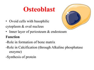 Osteoblast
• Ovoid cells with basophilic
cytoplasm & oval nucleus
• Inner layer of periosteum & endosteum
Function
-Role in formation of bone matrix
-Role in Calcification (through Alkaline phosphatase
enzyme)
-Synthesis of protein
 