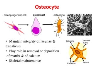Osteocyte
• Maintain integrity of lacunae &
Canaliculi
• Play role in removal or deposition
of matrix & of calcium
• Skeletal maintenance
 