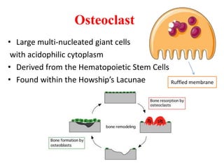 Osteoclast
• Large multi-nucleated giant cells
with acidophilic cytoplasm
• Derived from the Hematopoietic Stem Cells
• Found within the Howship’s Lacunae Ruffled membrane
 