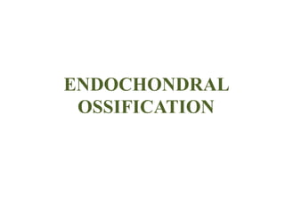 ENDOCHONDRAL
OSSIFICATION
 