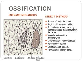 OSSIFICATION
INTRAMEMBRANOUS
DIRECT METHOD
Source of most flat bones.
Begin in 2nd
month of i.u life.
Formation of a membrane by
condensation of mesenchyme in
the area.
Vascularisation of the
mesenchyme
Differentiation into osteoblast.
Formation of osteoid
Calcification of osteoid.
Formation of spongy bone.
 