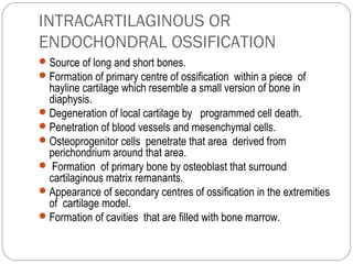 INTRACARTILAGINOUS OR
ENDOCHONDRAL OSSIFICATION
Source of long and short bones.
Formation of primary centre of ossification within a piece of
hayline cartilage which resemble a small version of bone in
diaphysis.
Degeneration of local cartilage by programmed cell death.
Penetration of blood vessels and mesenchymal cells.
Osteoprogenitor cells penetrate that area derived from
perichondrium around that area.
 Formation of primary bone by osteoblast that surround
cartilaginous matrix remanants.
Appearance of secondary centres of ossification in the extremities
of cartilage model.
Formation of cavities that are filled with bone marrow.
 