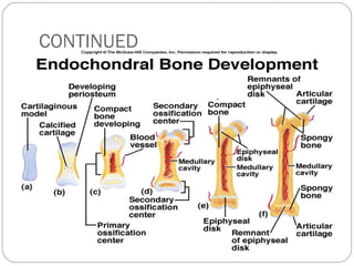 Ossification | PPT