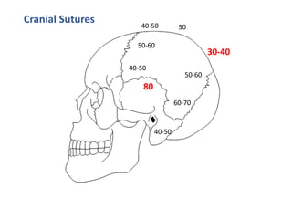 40-50 50
30-40
40-50
50-60
50-60
60-70
40-50
80
Cranial Sutures
 