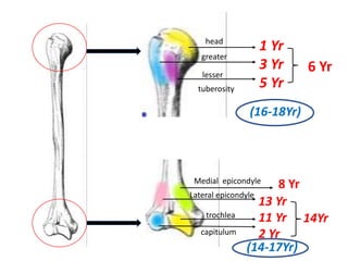 head
greater
lesser
tuberosity
1 Yr
3 Yr
5 Yr
6 Yr
(16-18Yr)
capitulum
trochlea
Lateral epicondyle
13 Yr
11 Yr
2 Yr
14Yr
(14-17Yr)
Medial epicondyle
8 Yr
 