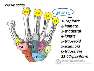 P
TQ
LS
CTM
H
TD
1- capitate
2-hamate
3-triquetral
4-lunate
5-trapezoid
5-scaphoid
6-trapezium
11-12-pisciform
CARPAL BONES
2
2-4
2-4
2-4
2-4 14-17 Yr
 