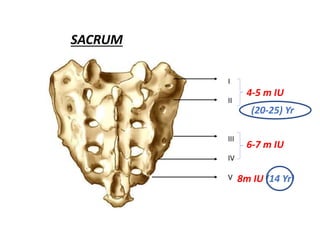 4-5 m IU
6-7 m IU
I
II
III
IV
V 8m IU (14 Yr)
(20-25) Yr
SACRUM
 