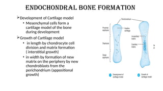 Bones Tissue and Ossification of Bone.pptx