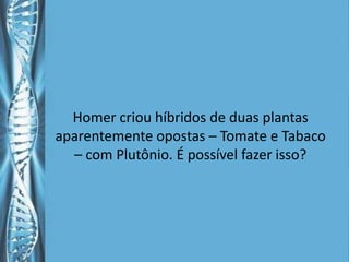 Homer criou híbridos de duas plantas
aparentemente opostas – Tomate e Tabaco
  – com Plutônio. É possível fazer isso?
 