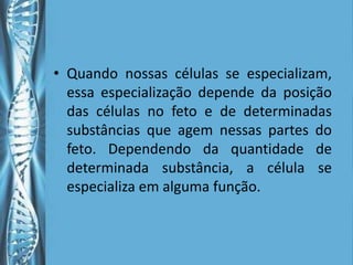 • Quando nossas células se especializam,
  essa especialização depende da posição
  das células no feto e de determinadas
  substâncias que agem nessas partes do
  feto. Dependendo da quantidade de
  determinada substância, a célula se
  especializa em alguma função.
 