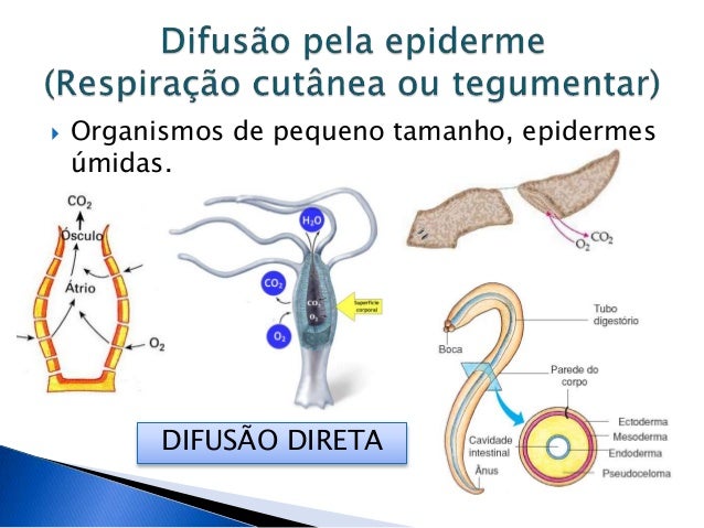 Os sistemas de trocas gasosas