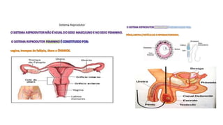 Os sistemas do corpo humano