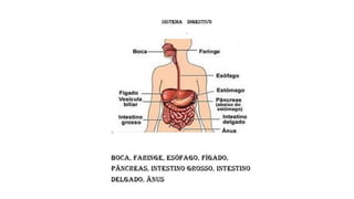 Os sistemas do corpo humano
