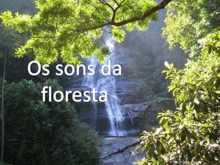 Os sons da  floresta 