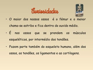 • O maior dos nossos ossos é o fémur e o menor
chama-se estribo e fica dentro do ouvido médio.
• É nos ossos que se prendem os músculos
esqueléticos, por intermédio dos tendões.
• Fazem parte também do esqueleto humano, além dos
ossos, os tendões, os ligamentos e as cartilagens.
 