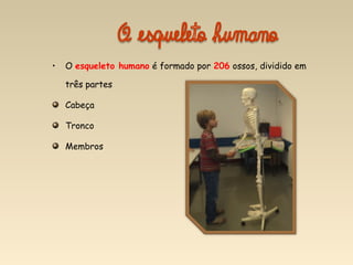 • O esqueleto humano é formado por 206 ossos, dividido em
três partes
Cabeça
Tronco
Membros
 