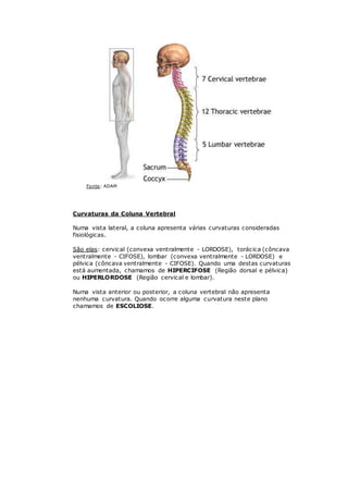 Fonte: ADAM
Curvaturas da Coluna Vertebral
Numa vista lateral, a coluna apresenta várias curvaturas consideradas
fisiológicas.
São elas: cervical (convexa ventralmente - LORDOSE), torácica (côncava
ventralmente - CIFOSE), lombar (convexa ventralmente - LORDOSE) e
pélvica (côncava ventralmente - CIFOSE). Quando uma destas curvaturas
está aumentada, chamamos de HIPERCIFOSE (Região dorsal e pélvica)
ou HIPERLORDOSE (Região cervical e lombar).
Numa vista anterior ou posterior, a coluna vertebral não apresenta
nenhuma curvatura. Quando ocorre alguma curvatura neste plano
chamamos de ESCOLIOSE.
Coluna Vertebral - Curvaturas
 