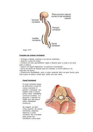 Fonte: ADAM
Funções da Coluna Vertebral
Protege a medula espinhal e os nervos espinhais;
Suporta o peso do corpo;
Fornece um eixo parcialmente rígido e flexível para o corpo e um pivô
para a cabeça;
Exerce um papel importante na postura e locomoção;
Serve de ponto de fixação para as costelas, a cintura pélvica e os
músculos do dorso;
Proporciona flexibilidade para o corpo, podendo fletir-se para frente, para
trás e para os lados e ainda girar sobre seu eixo maior.
Canal Vertebral
O canal vertebral segue
as diferentes curvas da
coluna vertebral. É
grande e triangular nas
regiões onde a coluna
possui maior mobilidade
(cervical e lombar) e é
pequeno e redondo na
região que não possui
muita mobilidade
(torácica).
Na imagem ao lado
(vista superior da coluna
vertebral), podemos
observar o canal
vertebral. Ele é formado
pela junção das
vértebras e serve para
 