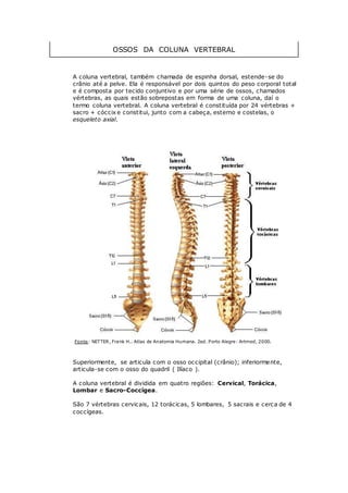 OSSOS DA COLUNA VERTEBRAL
A coluna vertebral, também chamada de espinha dorsal, estende-se do
crânio até a pelve. Ela é responsável por dois quintos do peso corporal total
e é composta por tecido conjuntivo e por uma série de ossos, chamados
vértebras, as quais estão sobrepostas em forma de uma coluna, daí o
termo coluna vertebral. A coluna vertebral é constituída por 24 vértebras +
sacro + cóccix e constitui, junto com a cabeça, esterno e costelas, o
esqueleto axial.
Coluna Vertebral - Visão Geral
Fonte: NETTER, Frank H.. Atlas de Anatomia Humana. 2ed. Porto Alegre: Artmed, 2000.
Superiormente, se articula com o osso occipital (crânio); inferiormente,
articula-se com o osso do quadril ( Ilíaco ).
A coluna vertebral é dividida em quatro regiões: Cervical, Torácica,
Lombar e Sacro-Coccígea.
São 7 vértebras cervicais, 12 torácicas, 5 lombares, 5 sacrais e cerca de 4
coccígeas.
Regiões e Vértebras da Coluna Vertebral
 
