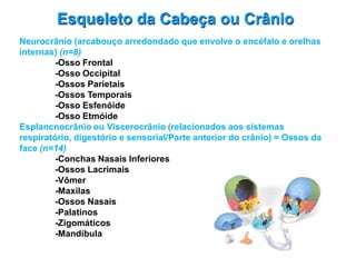 Esqueleto da Cabeça ou Crânio
Neurocrânio (arcabouço arredondado que envolve o encéfalo e orelhas
internas) (n=8)
-Osso Frontal
-Osso Occipital
-Ossos Parietais
-Ossos Temporais
-Osso Esfenóide
-Osso Etmóide
Esplancnocrânio ou Viscerocrânio (relacionados aos sistemas
respiratório, digestório e sensorial/Parte anterior do crânio) = Ossos da
face (n=14)
-Conchas Nasais Inferiores
-Ossos Lacrimais
-Vômer
-Maxilas
-Ossos Nasais
-Palatinos
-Zigomáticos
-Mandíbula
 