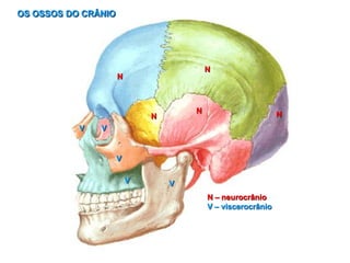 OS OSSOS DO CRÂNIO
N
N
N
N
N
N – neurocrânio
V – viscerocrânio
V
V V
V
V
 