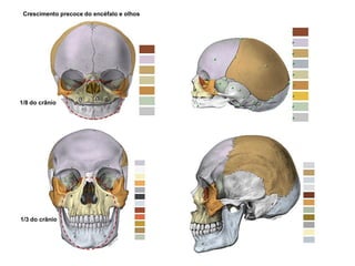 1/8 do crânio
1/3 do crânio
Crescimento precoce do encéfalo e olhos
 